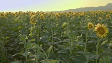 Ayçiçekleri yeni hasat sezonunda yaz rüzgarında sallanıyor..
