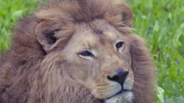 Erkek Aslan Sıcak Yaz Gününde Kameraya Bakıyor.