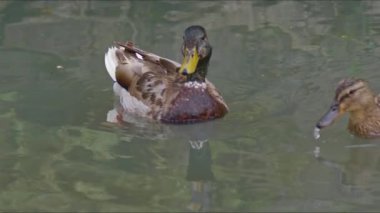 Dişi ve Erkek Mallard Ördeği Akıntı Görüntüsünde Yüzüyor.