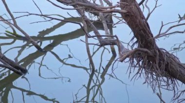 Kurumuş Ağaç Dalları Su Gölü Görüntülerine Yansıtılıyor.