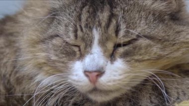 Tabby Sokağı Kedisi Uyumak Üzere.