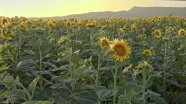 Taçyapraklı sağlıklı ayçiçekleri Yaz Rüzgarı Görüntüsüyle okşanıyor