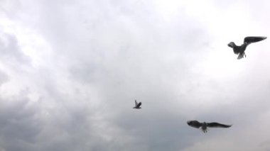 Koyu Gri Bulutlarda Uçan Martılar.