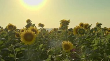 Hasat sezonu yaklaşırken Ayçiçekleri Güçlü Rüzgarda Sallanıyor.