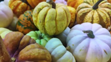 Pazar Sayacı Görüntülerinde Renkli Cadılar Bayramı Balkabakları.