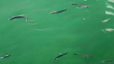 Yeşil Havuzda Hareket Eden Balık Su Görüntüsü.