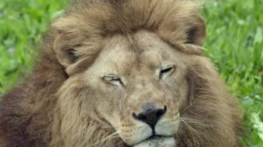 Genç Erkek Aslan Sıcak Hava Görüntülerinden Bitkin Kamera 'ya Bakıyor.