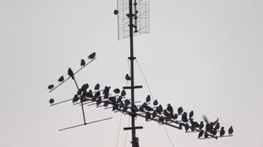 Starling Birds, Çatıdaki Hava Televizyonu 'na tünedi..