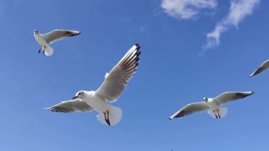 Mavi Gökyüzü Görüntülerinde Heyecanla Uçan Martı Sürüsü.