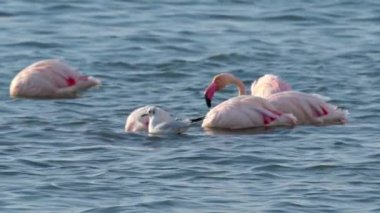 Flamingolar Salt Lake Lagoon 'da yiyecek arıyorlar..
