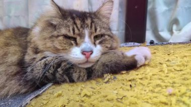 Tekir Kedi Kameraya Bakıyor ve Sonra Yumuşak Sünger Yerde Uyuyor.