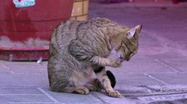 Tekir Sokak Kedisi Ayaklarını Yaladıktan Sonra Kameraya Keskin Bir Bakış Alıyor.