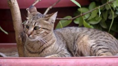 Şirin Tekir Kedi Etrafı İzler ve Kamera Görüntülerine Bakar.