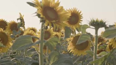 Ayçiçeği tarlası Sebze Yağı Olmaya Hazır Görüntü.