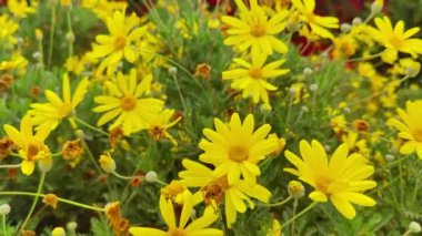 Kasımpatı Çiçekleri Sonbaharda Bahçede Çiçek açıyor.