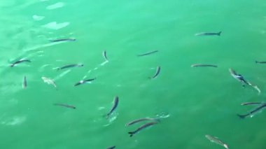 Denizde Yüzen Balıklar Okulu Görüntüsü.