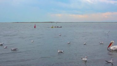 Yaban Kuşları Deniz Görüntülerinde Yüzüyor.