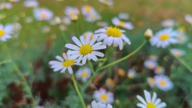 Bahçedeki Daisy Rüzgarda Sallanıyor.