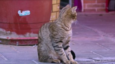 Şirin ve Meraklı Genç Tekir Sokak Kedisi Kamera Görüntülerine Bakar.