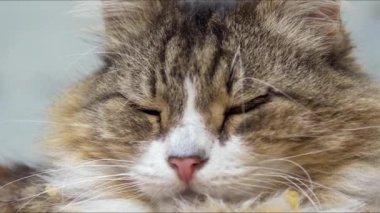 Keskin Gözlü Uykusuz Tekir Kedi Kamera Görüntüsüne Bakıyor.