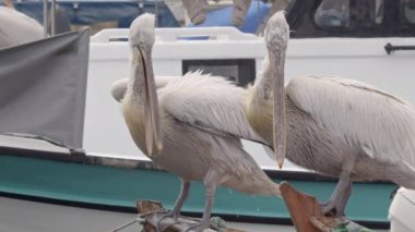 Marina 'da Dinlenen İki Pelikan.
