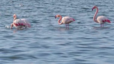 Güzelim Pembe flamingolar Göl kıyısında Dinleniyor ve Besleniyor.
