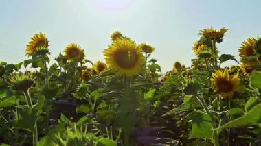 Altın ayçiçeği tarlasında hasat zamanı yaklaşıyor..