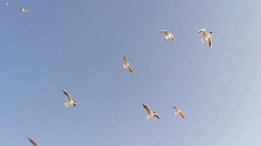Vahşi martı sürüsü Gökyüzünde özgürce süzülüyor..