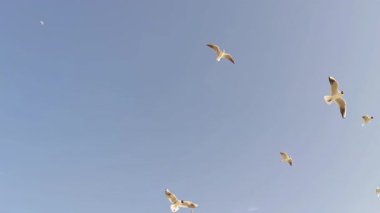 Gri Kış Gökyüzü Deniz Görüntülerinde Uçan Martı Sürüsü.