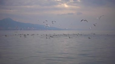 Karabatak Sürüsü Deniz Görüntülerinde Büyük Yiyicilik.