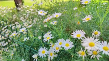 Sarı Papatyalar Bahar Haberleri.