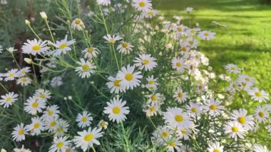 Sarı Papatyalar Baharın Habercisi 