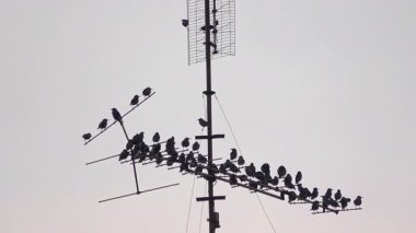 Mobil İletişim Kulesi Radyasyonları Kuş Nüfusu Görüntülerine Yol Açtı.