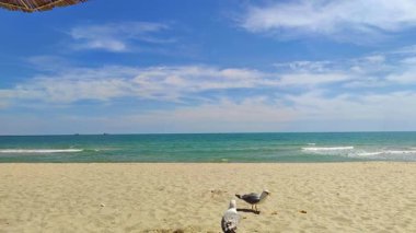 Sea Beach 'te Yürüyen İki Martı.