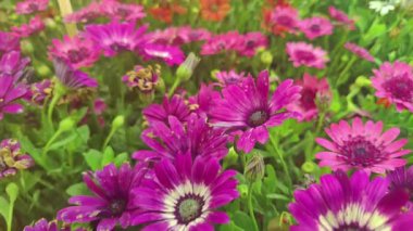 Çiçek Yaprağı Çiçeği Bahçede Yaz Çekimlerinde.