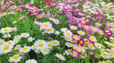 Dimorphotheca Ecklonis Marguerite Daisy Çiçekleri Yaz Bahçesi Görüntülerinde.