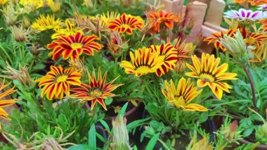 Renkli Gazania Rigens Bahçedeki Çiçekler.