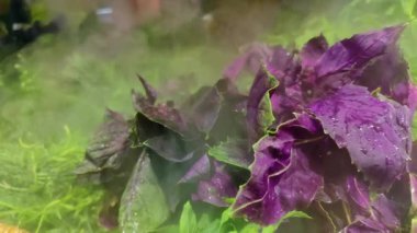 Yaz Salatası Yeşil Sebzeler Fesleğeni Nemlendirilmiş Görüntü.