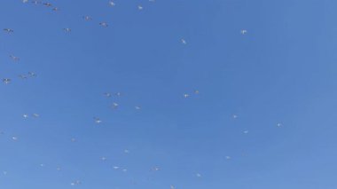 Geniş Açı Birçok Martı Gökyüzü Görüntüsünde Yükseliyor.