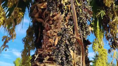 Palmiye Ağacı Yaprakları ve Meyve Görüntüleri.