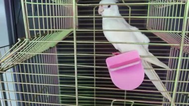 Yalnız küçük beyaz papağan kafes çekimine hapsolmuş..