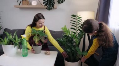 Cute child girl holding watering can water house green plant in pot. Pretty daughter helping smiling mom. Happy young mum teaching adorable daughter kid learning household activity pouring at home