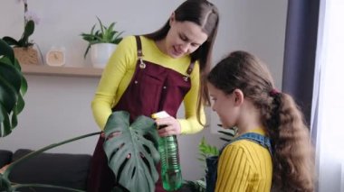 Close up of little daughter with happy pregnant mother spraying water on green plant pot standing in room at home. Family sprinkles water from spray bottle on monstera leaves. Hobby, gardening concept