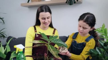 Sevgi dolu genç bir anne ve sevimli küçük bir kızın çiçek yapraklarının tozunu silmesi, oturma odasında dikilen bitkilerle ilgilenmesi. Ev işleri, ev hanımı ve ev işleri konsepti.