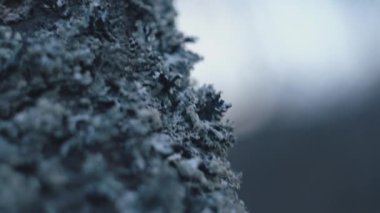 İlkbahar akşamı ağaç gövdesinde yetişen seçici liken ve yosun odağı. Yağmur ormanlarını koruma, çevreyi koruma, yeşil hareket. Doğa konsepti