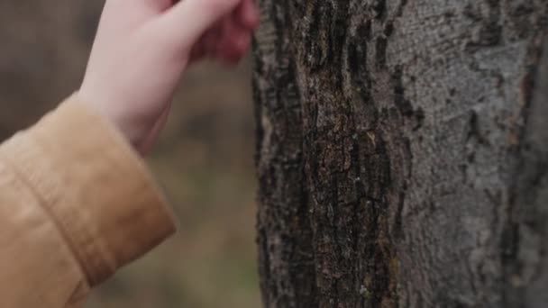 Zbliżenie Żeńskiej Dłoni Dotykającej Głaskającej Kory Drzewa Lesie Wiosną Spokojnego — Wideo stockowe