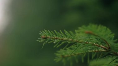 Yeşil çam dalından geçen güzel, sakin güneş ışığını kapat. Yumuşak bahar ışığı. Idyllic sahne. Doğa, mevsimler, çevre ve eko turizm konsepti. Seçici odak