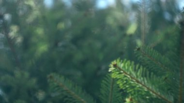 Doğa, mevsimler, çevre ve eko turizm konsepti. İlkbaharda ya da yaz günü yeşil çam dalından geçen güzel sakin güneşin seçici odağı. Yumuşak, güneşli bir ışık. Idyllic sahne