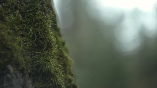Gros Plan Lichen Mousse Verte Poussant Sur Écorce Tronc Arbre — Video