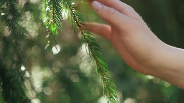 新一代保护森林的绿色意识生活方式 在阳光灿烂的日子里 女性的手紧紧地握住云杉枝条 与自然和环境保护的联系 概念性质 — 图库视频影像